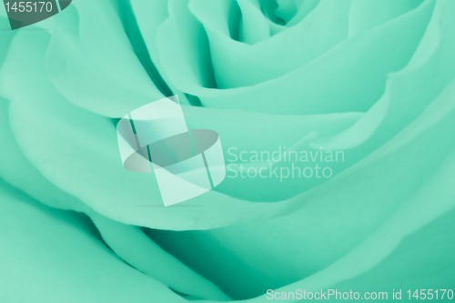 Image of green rose close up