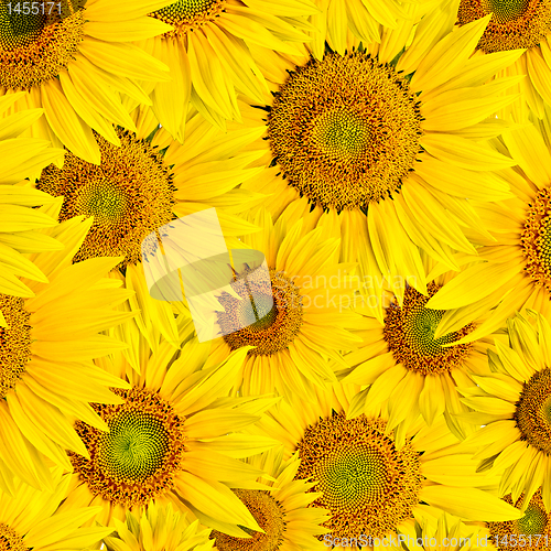 Image of sunflower background