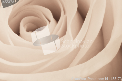 Image of white rose close up