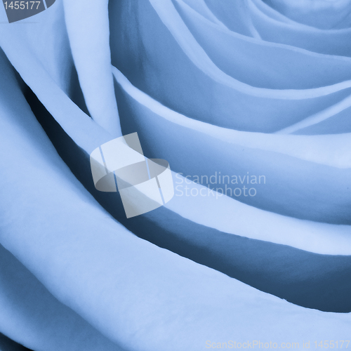 Image of blue rose close up