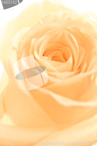 Image of orange rose petals