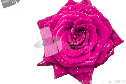 Image of pink rose