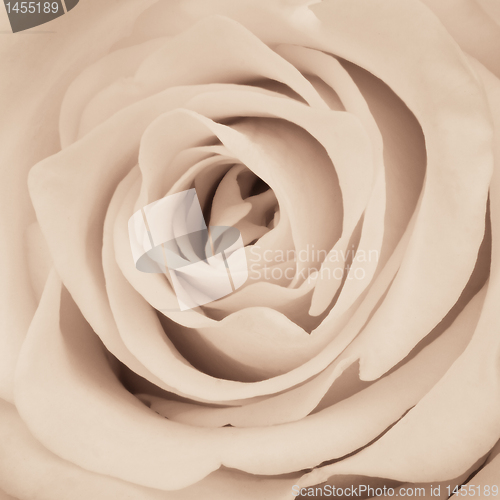 Image of white rose close up