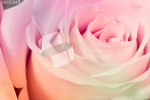 Image of multicolor rose