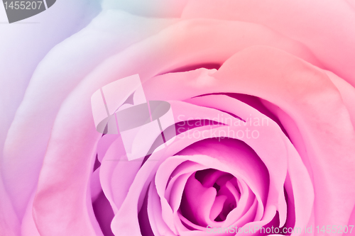 Image of multicolor rose