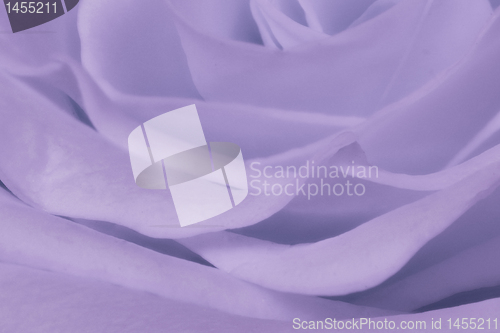Image of violet rose close up