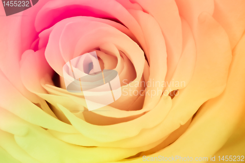 Image of multicolor rose