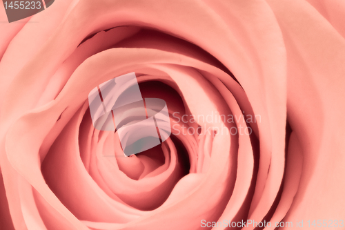 Image of pink rose close up