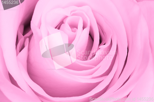 Image of pink rose close up