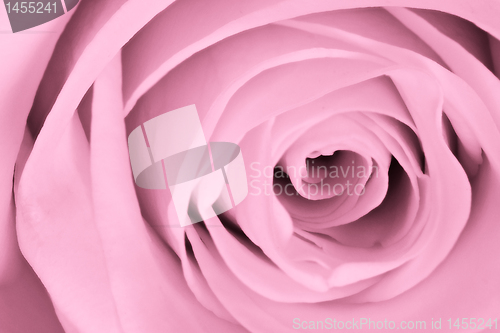 Image of pink rose close up