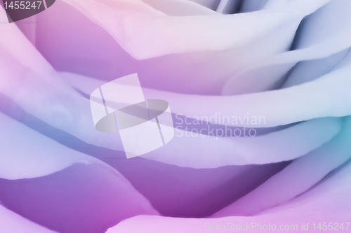 Image of multicolor rose