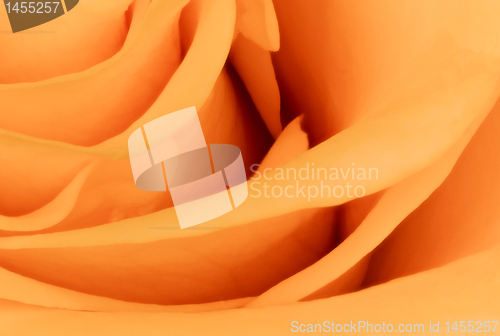 Image of orange rose close up