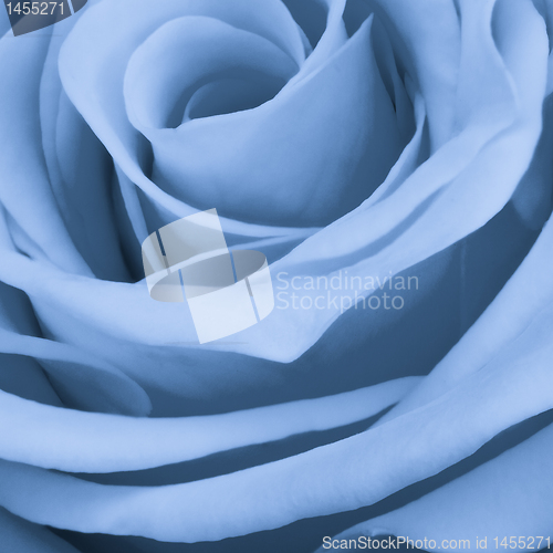 Image of blue rose close up