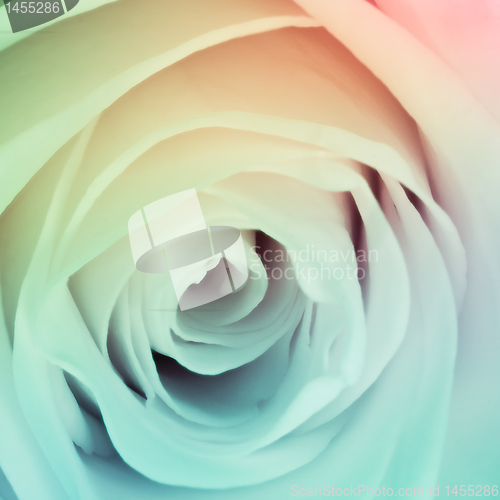 Image of multicolor rose