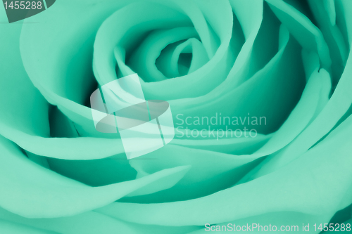 Image of green rose close up