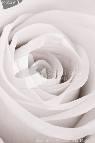 Image of white rose close up