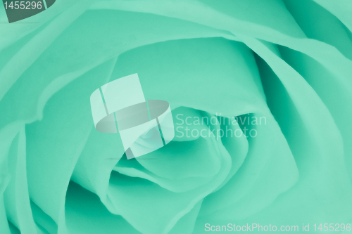 Image of green rose close up