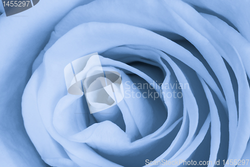 Image of blue rose close up