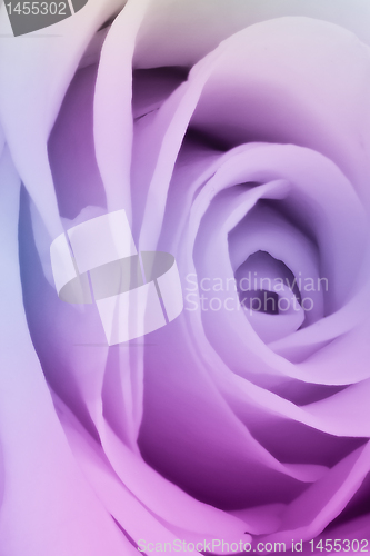 Image of multicolor rose