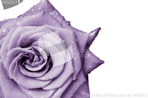 Image of violet rose