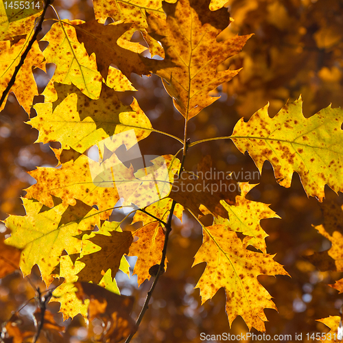 Image of autumn foliage