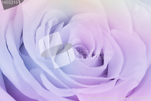 Image of multicolor rose