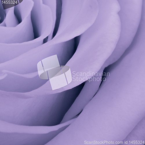 Image of violet rose close up