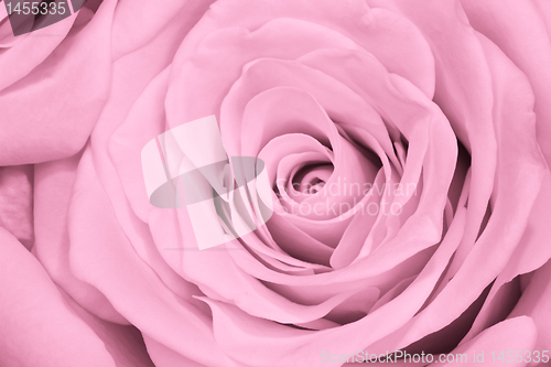 Image of pink rose close up