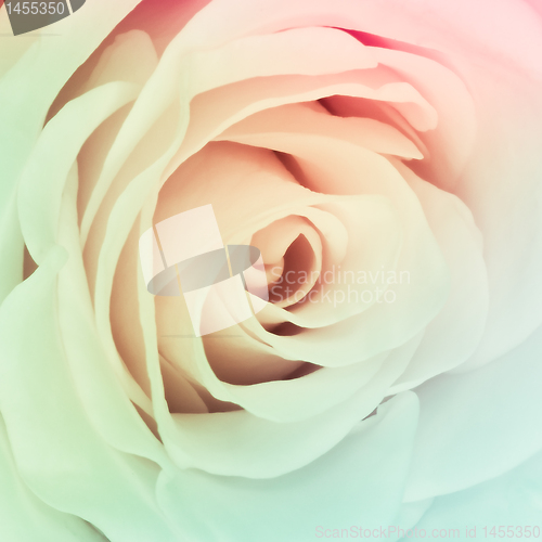 Image of multicolor rose