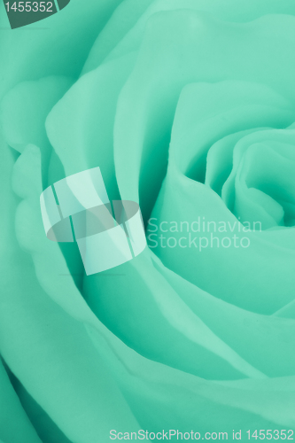 Image of green rose close up