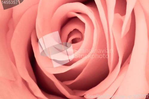 Image of pink rose close up