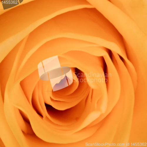 Image of orange rose close up