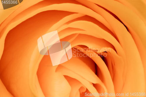 Image of orange rose close up