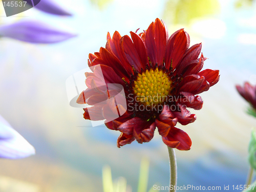 Image of Red flower