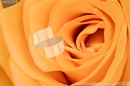Image of orange rose close up
