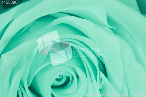 Image of green rose close up