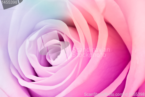 Image of multicolor rose