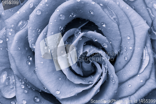 Image of blue rose