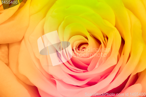 Image of multicolor rose