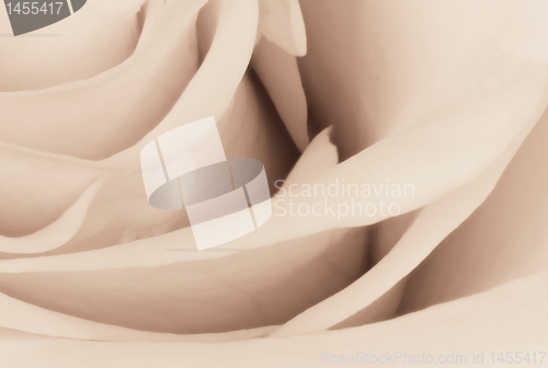 Image of white rose close up