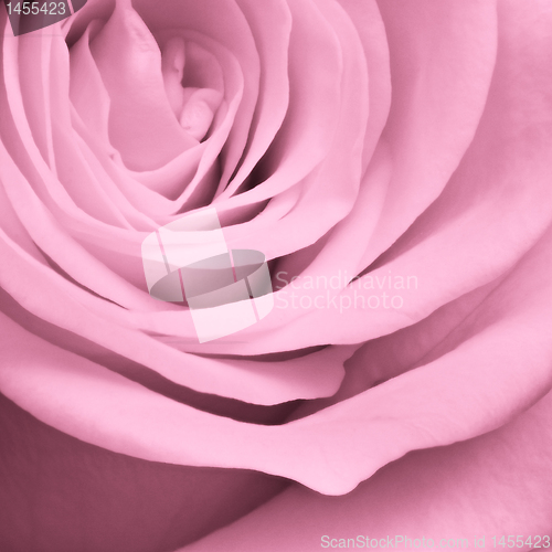 Image of pink rose close up
