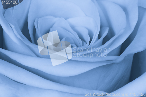 Image of blue rose close up