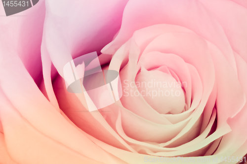 Image of multicolor rose