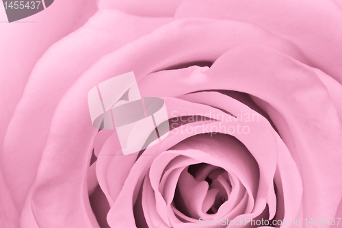 Image of pink rose close up
