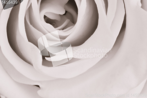 Image of white rose close up