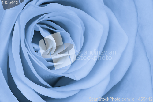 Image of blue rose close up