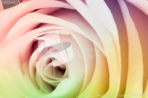 Image of multicolor rose