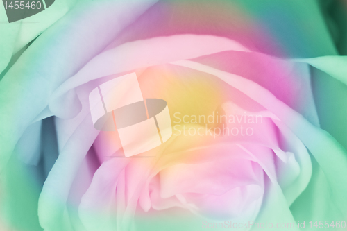 Image of multicolor rose