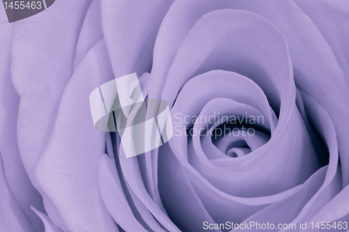 Image of violet rose close up