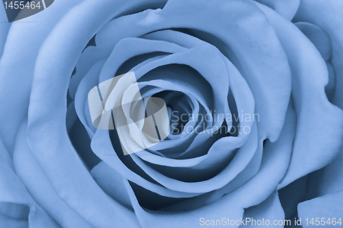 Image of blue rose close up